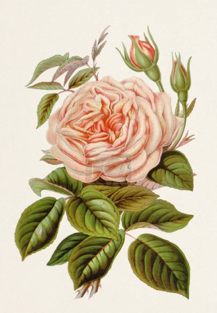 Vintage-style botanical flower artwork in full bloom. Bourbon Rose