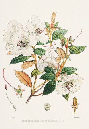 Rhododendron Flowers. Azaleas. Botanical illustration of Himalayan Rhododendron flowers, Ca. 1849