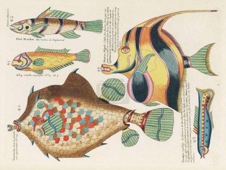 Téléchargez les photos : Illustration de poissons colorés vintage. 1750 Illustration antique de poissons colorés d'Amsterdam - en image libre de droit