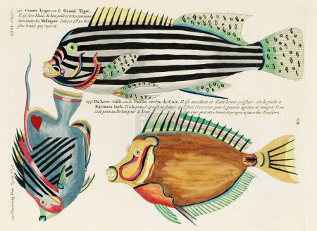 Ilustración de peces coloridos vintage. 1750 Ilustración antigua de Amsterdam de peces coloridos