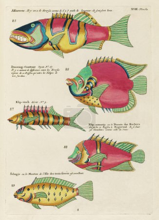 Photo for Vintage Colorful Fishes illustration. 1750 Amsterdam's Antique Illustration of Colorful Fishes - Royalty Free Image