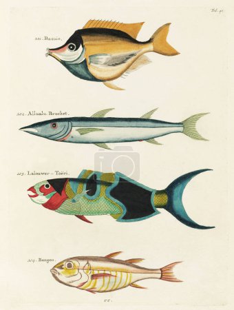 Ilustración de peces coloridos vintage. 1750 Ilustración antigua de Amsterdam de peces coloridos