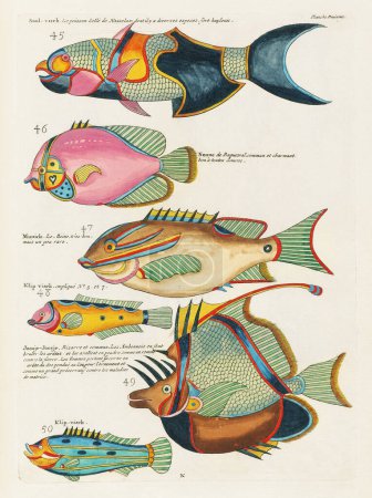 Vintage Bunte Fische Illustration. 1750 Amsterdams antike Illustration bunter Fische
