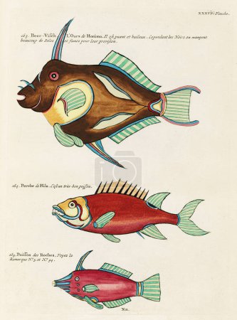 Téléchargez les photos : Illustration de poissons colorés vintage. 1750 Illustration antique de poissons colorés d'Amsterdam - en image libre de droit
