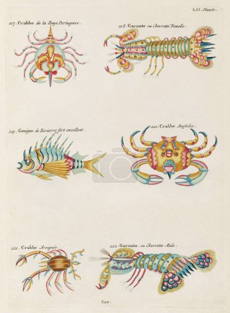 Vintage Colorful Fishes illustration. 1750 Amsterdam's Antique Illustration of Colorful Crabs