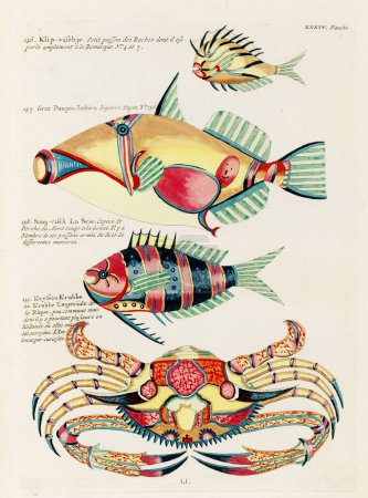 Téléchargez les photos : Illustration Poissons et crabes colorés vintage. 1750 Illustration antique d'Amsterdam de poissons et crabes colorés - en image libre de droit