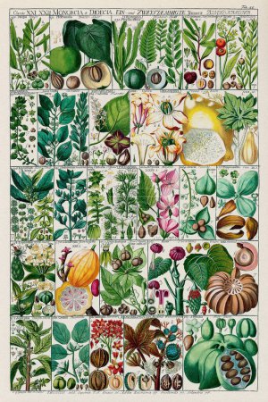 Carte botanique du XVIIIe siècle : Classification des plantes linnéennes dans une plaque pédagogique de 1795 par le scientifique et botaniste suisse Johannes Gessner.