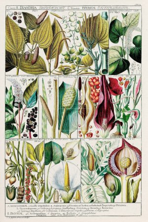 Téléchargez les photos : Carte botanique du XVIIIe siècle : Classification des plantes linnéennes dans une plaque pédagogique de 1795 par le scientifique et botaniste suisse Johannes Gessner. - en image libre de droit