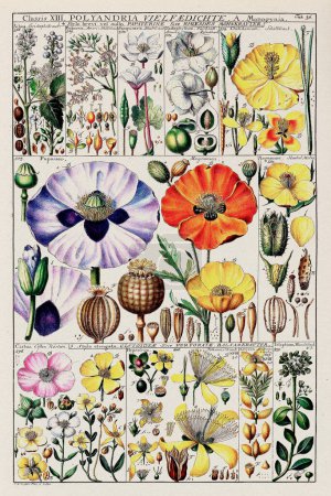 Photo for 18th-Century Botanical Chart: Linnaean Plant Classification in a 1795 Instructional Plate by Swiss scientist and botanist Johannes Gessner. - Royalty Free Image