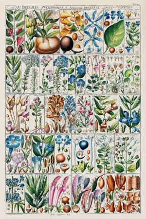 Carta Botánica del Siglo XVIII: Clasificación de Plantas Linneanas en una Placa Instruccional de 1795 por el científico y botánico suizo Johannes Gessner.
