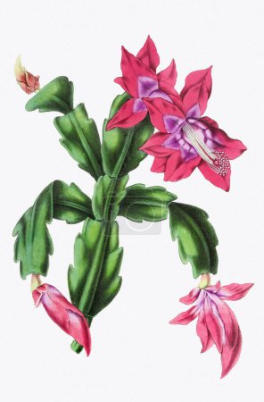 Téléchargez les photos : Illustration de fleurs colorées. Oeuvre de fleur numérique en pleine floraison. - en image libre de droit