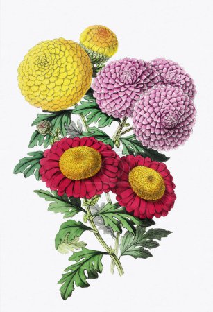 Téléchargez les photos : Illustration de fleurs colorées. Oeuvre de fleur numérique en pleine floraison. - en image libre de droit