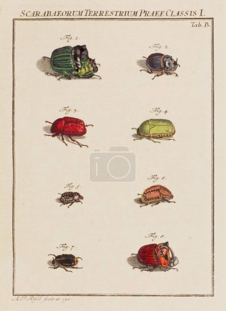 Photo for Beetles illustration. This is a plate from an old German book about bugs, specifically butterflies. The book was published around the middle of the 18th century. - Royalty Free Image