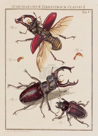 Téléchargez les photos : Illustration de scarabées. C'est une plaque d'un vieux livre allemand sur les insectes, en particulier les papillons. Le livre a été publié vers le milieu du XVIIIe siècle. - en image libre de droit