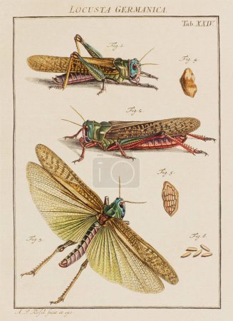 Ilustración langostas. Este es un plato de un viejo libro alemán sobre insectos, específicamente mariposas. El libro fue publicado a mediados del siglo XVIII..
