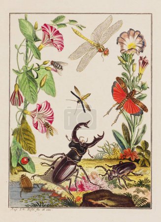 Photo for Bugs illustration. This is a plate from an old German book about bugs, specifically butterflies. The book was published around the middle of the 18th century. - Royalty Free Image