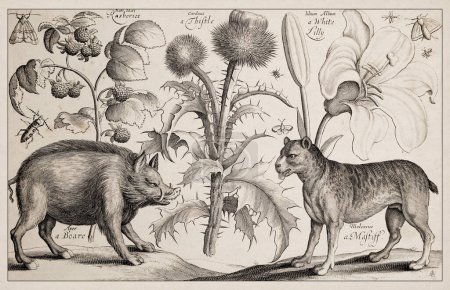 Photo for 1663 Etching by Wenceslaus Hollar. Exquisite ancient depiction of zoological and botanical subjects, finely detailed against a sepia background. Boare and Mastiff - Royalty Free Image