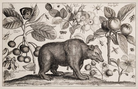 Photo for 1663 Etching by Wenceslaus Hollar. Exquisite ancient depiction of zoological and botanical subjects, finely detailed against a sepia background. Beare, Flowers and Fruits - Royalty Free Image