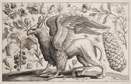 Photo for Griffin. Antique mythical creature ilustration. 1663 Etching by Wenceslaus Hollar. Exquisite ancient depiction precisely detailed  against a sepia background. - Royalty Free Image