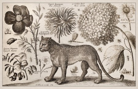 Photo for 1663 Etching by Wenceslaus Hollar. Exquisite ancient depiction of zoological and botanical subjects, finely detailed against a sepia background. Leopard - Royalty Free Image