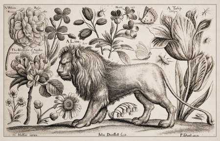 Téléchargez les photos : 1663 Gravure par Venceslaus Hollar. Exquise représentation ancienne de sujets zoologiques et botaniques, finement détaillée sur fond de sépia. Un lion, des fleurs et des papillons - en image libre de droit