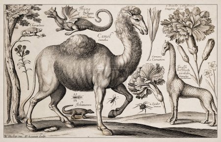 Photo for 1663 Etching by Wenceslaus Hollar. Exquisite ancient depiction of zoological and botanical subjects, finely detailed against a sepia background.  Dragon, Chameleon, Giraffe and Camel - Royalty Free Image