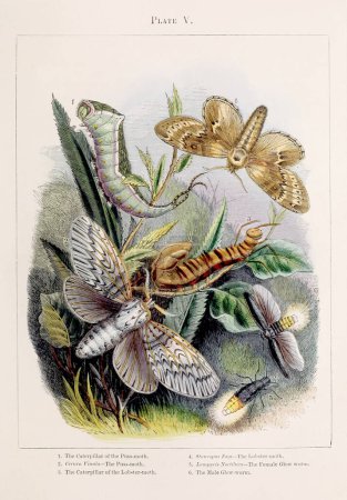 Téléchargez les photos : Des papillons. Illustration colorée des curieuses métamorphoses de certains des plus beaux insectes, ca. 1850 - en image libre de droit