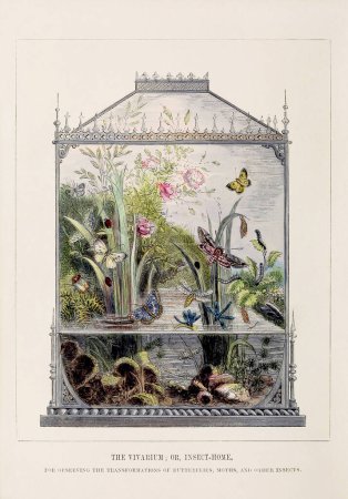 Téléchargez les photos : Papillon Vivarium. Illustration colorée des curieuses métamorphoses de certains des plus beaux insectes, ca. 1850 - en image libre de droit