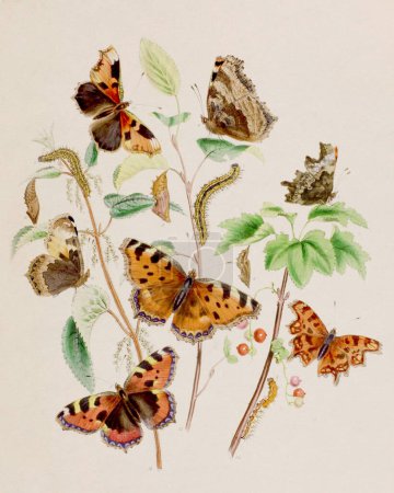 Téléchargez les photos : Illustration Papillons Vintage. Une vieille plaque représentant des papillons exquis et leur métamorphose, sur fond beige. Scientifique et décorative. Vers 1840. - en image libre de droit