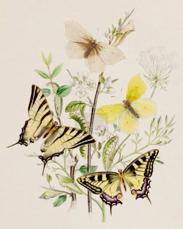 Vintage Butterflies Illustration. Ein altes Exlibris mit exquisiten Schmetterlingen und ihrer Metamorphose vor beigem Hintergrund. Wissenschaftlich und dekorativ. Um 1840.