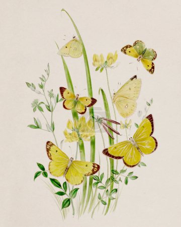 Téléchargez les photos : Illustration Papillons Vintage. Une vieille plaque représentant des papillons exquis et leur métamorphose, sur fond beige. Scientifique et décorative. Vers 1840. - en image libre de droit