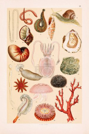 Vintage Zoological illustration: Earthworm, Leech, Segments of Tapeworm, Cuttlefish, Nautilus Shell, Roman Snail, Mitre Shell, Purple Shell, Oyster, Pearl Mussel, Ship-worm, Sea Cucumber, Sea Urchin, Sun Star, Jellyfish, Sea Anemone, Red Coral, Sea P