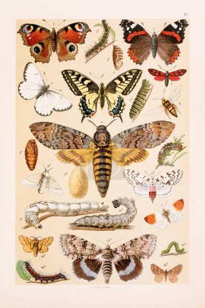 Vintage butterflies illustration: Red Admiral Butterfly, Peacock Butterfly, Swallowtail Butterfly, Black-veined White, Orange-tip Butterfly, Death's-head Moth, Six-spot Burnet, Hornet Clearwing, Silkworm, Lackey Moth, Black Arches, Clifden Nonpareil 