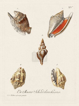 Foto de Conchas. Ilustración de conchología, plato de un libro de conchología alemán que muestra la diversa belleza de las conchas marinas. Ca. 1790 - Imagen libre de derechos