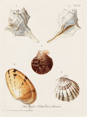 Foto de Conchas. Ilustración de conchología, plato de un libro de conchología alemán que muestra la diversa belleza de las conchas marinas. Ca. 1790 - Imagen libre de derechos