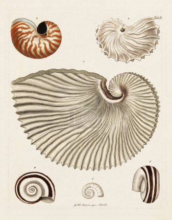 Foto de Nautilus Shell. Ilustración de conchología, plato de un libro de conchología alemán que muestra la diversa belleza de las conchas marinas. Ca. 1790 - Imagen libre de derechos