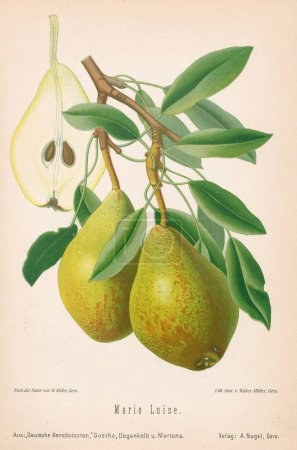 Vintage pear illustration. 19th-century German bookplate featuring beautifully detailed pears.