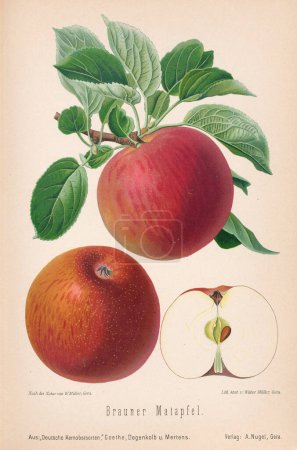 Téléchargez les photos : Illustration aux pommes vintage. Bibliothèque allemande du XIXe siècle avec des pommes magnifiquement détaillées. - en image libre de droit