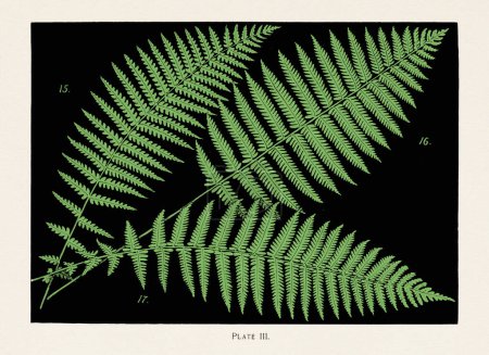 Photo for Vintage Ferns Illustration. Circa 1895. 15: Spleenwort. Asplenium thelvpteroides. 16: Common Meadow Fern. 17: Common Wood Fern - Royalty Free Image