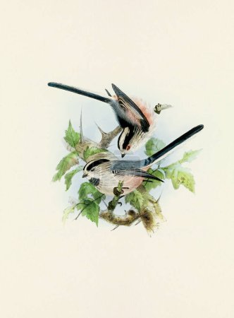 Photo for A beautiful digital artwork of classic birds. Vintage-style bird illustration. Titmouse - Royalty Free Image