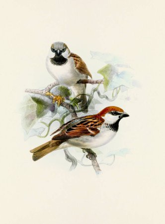 Photo for A beautiful digital artwork of classic birds. Vintage-style bird illustration. Sparrow - Royalty Free Image