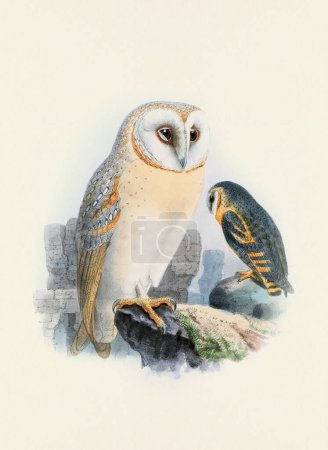 Photo for Owl illustration. A beautiful digital artwork of classic birds. Vintage-style bird illustration. - Royalty Free Image