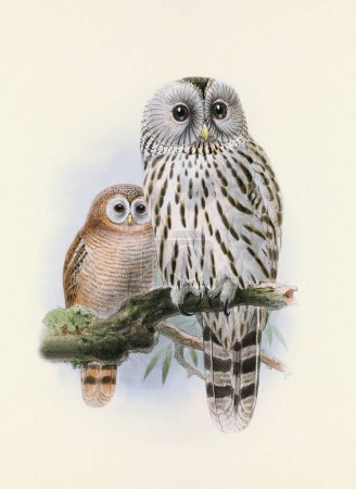 Eulenillustration. Ein wunderschönes digitales Kunstwerk klassischer Vögel. Vogelillustration im Vintage-Stil.