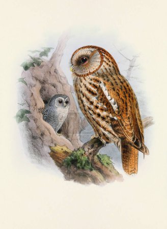 Owl illustration. A beautiful digital artwork of classic birds. Vintage-style bird illustration.
