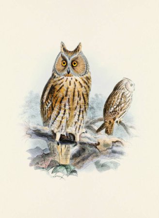 Photo for Owl illustration. A beautiful digital artwork of classic birds. Vintage-style bird illustration. - Royalty Free Image