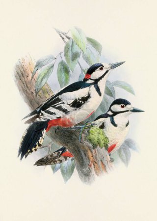 Una hermosa obra de arte digital de pájaros clásicos. Ilustración de aves de estilo vintage.