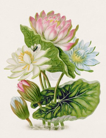 Antique botanical illustration. Red Blue and White Lotus. Antique natural history book illustration.