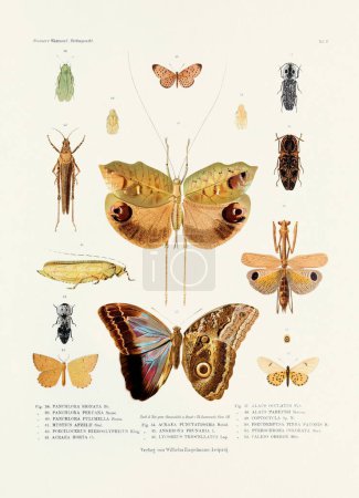 Foto de Una ilustración de insectos vintage de una placa de libro alemana del siglo XIX que muestra la coloración de varias especies de insectos. Mariposas, langostas, escarabajos y otros insectos - Imagen libre de derechos