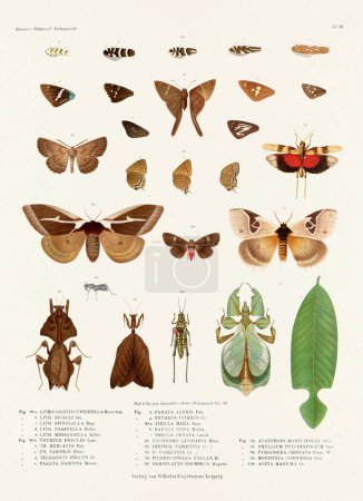 Foto de Una ilustración de insectos vintage de una placa de libro alemana del siglo XIX que muestra la coloración de varias especies de insectos. Mariposas, polillas, langostas, escarabajos y otros insectos - Imagen libre de derechos