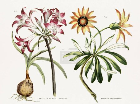 Téléchargez les photos : Bibliothèque botanique antique présentant l'art botanique du XIXe siècle représentant la physiologie des plantes et des fleurs. - en image libre de droit